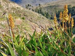 Wachendorfia thyrsiflora approached by aliens